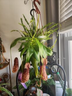 Tropical pitcher plant growing indoors near a window with bright indirect light and multiple hanging pitchers.