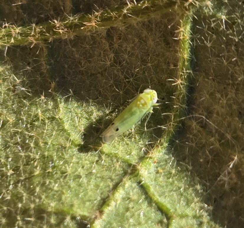 Two-spotted cotton leaf hopper on the underside of an eggplant leaf.