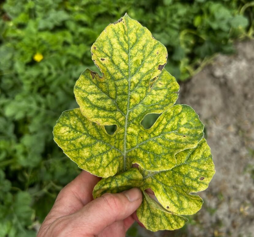 Watermelon leaves showing interveinal chlorosis caused by magnesium deficiency in a South Carolina field.