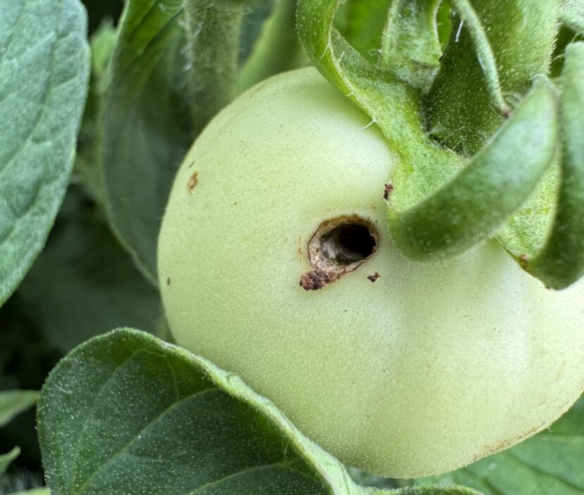 Tomato fruitworm damage visible as entry holes bored into developing tomato fruit.