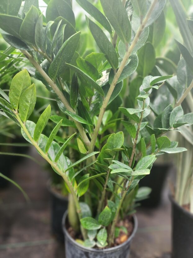 ZZ plant with thick, green leaves in a pot