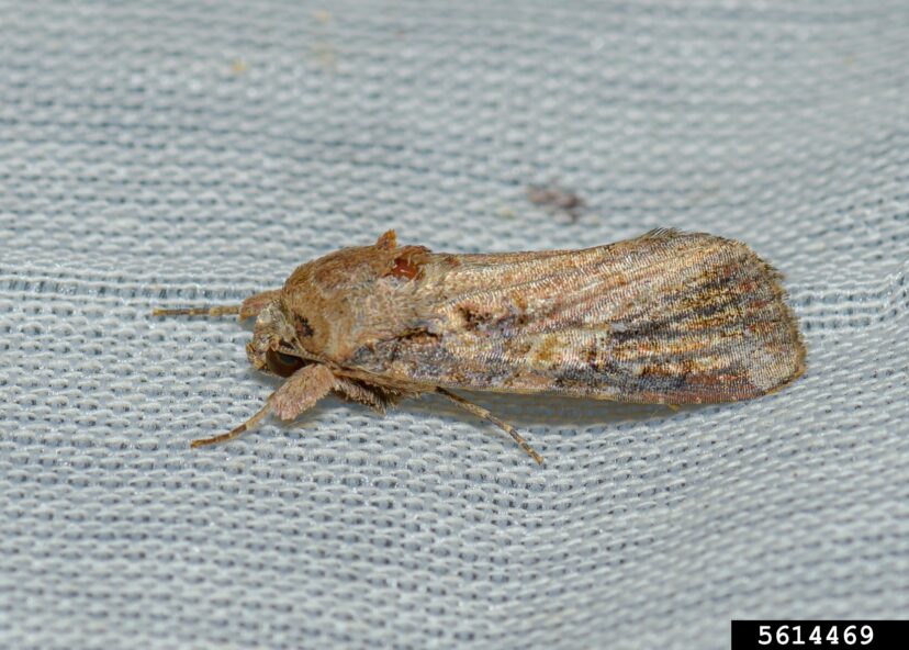 Adult fall armyworm moth resting on fabric, the life stage that lays eggs leading to caterpillars that damage lawns and crops.