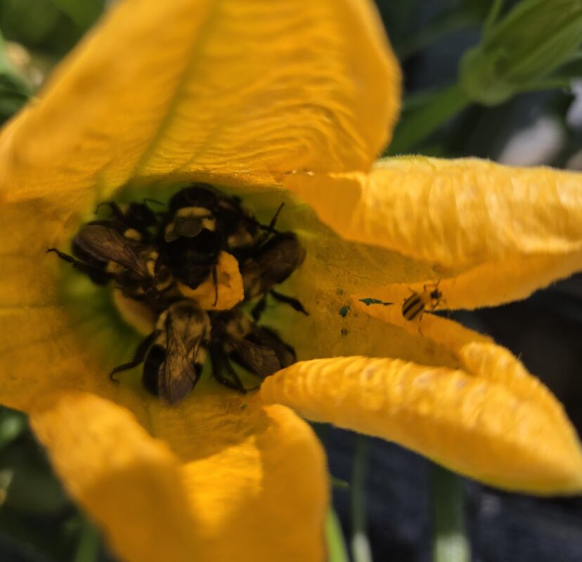 Bees and a striped cucumber beetle inside a zucchini flower during pollination in a South Carolina cucurbit field.