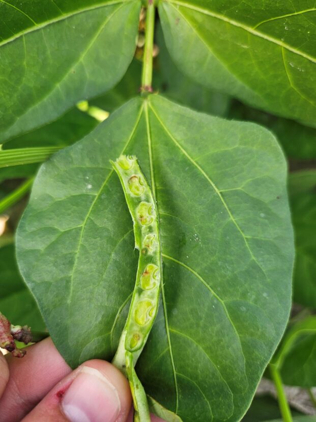 Cowpea pods with feeding and egg-laying damage caused by cowpea curculio, a common insect pest affecting summer pea production.