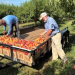 South Carolina Field Update (July 13, 2026): Rain Brings An Increase in Disease
