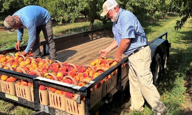 South Carolina Field Update (July 13, 2026): Rain Brings An Increase in Disease