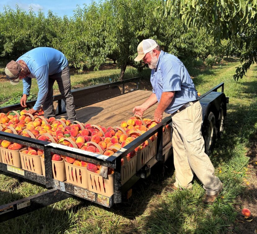 Freshly harvested peaches from an Upstate South Carolina orchard during the summer harvest.
