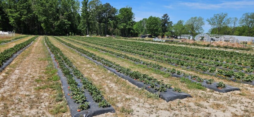 Ryegrass cover crop growing between plastic-mulched strawberry rows to reduce erosion and improve field access.