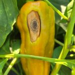 South Carolina Field Update (July 6, 2026): Triple Digit Heat Index