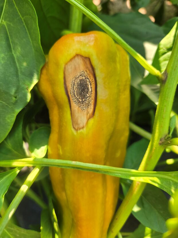 Banana pepper fruit with a sunken, dark anthracnose lesion, a fungal disease that becomes more common during warm, humid weather.