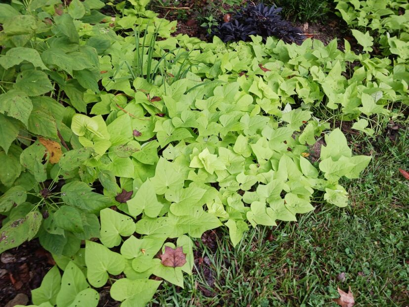 Bright lime green 'Margarita' ornamental sweetpotato vine covering a landscape bed in late summer.
