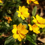 Native Plant Spotlight: Tickseed (<em>Coreopsis</em> spp.)