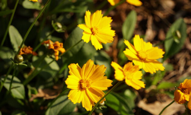 Native Plant Spotlight: Tickseed (<em>Coreopsis</em> spp.)