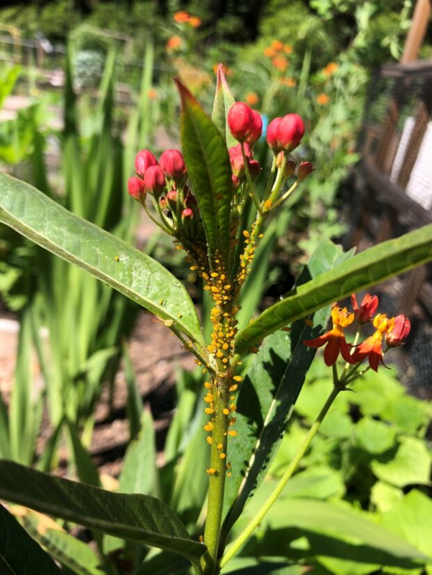 Bright yellow oleander aphids clustered on the stem and flower buds of a butterfly weed (milkweed) plant in a summer garden.