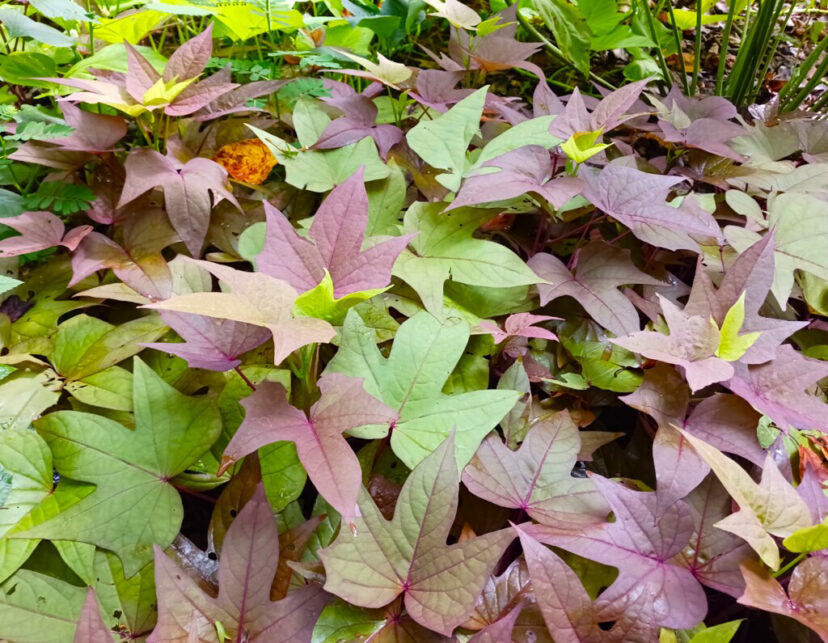 Bronze-green lobed leaves of 'Sweet Caroline Bronze' ornamental sweetpotato vine growing in a landscape bed.