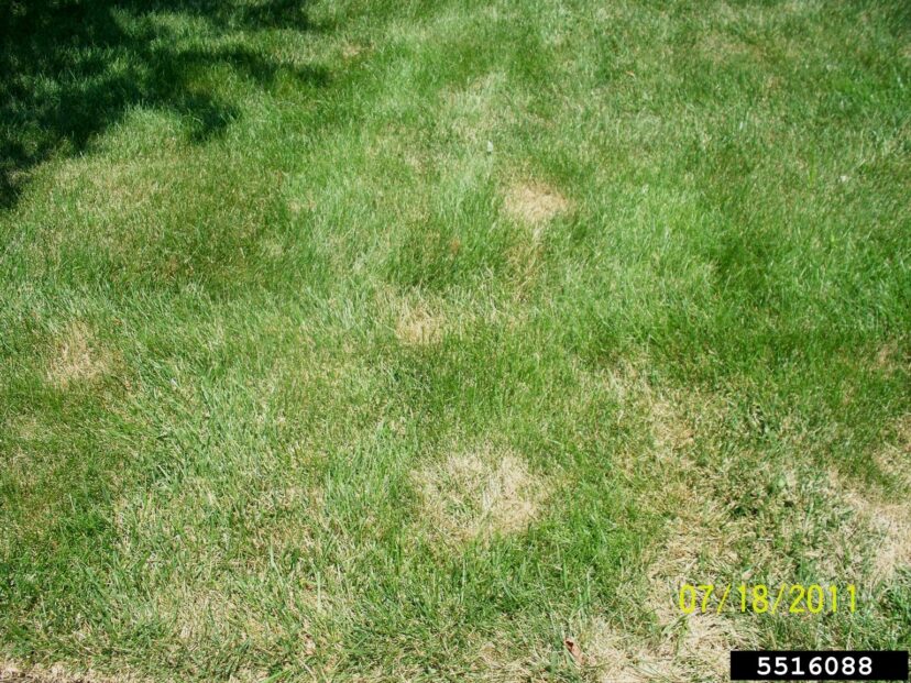 Brown patches scattered across a green lawn, showing turf damage that could be caused by drought, disease, insect pests, or pet urine.