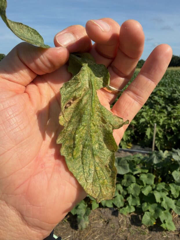 Close-up of a tomato leaf showing fine stippling and yellow discoloration caused by spider mite feeding during hot, dry conditions in South Carolina.