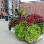 How To Grow and Care for Ornamental Sweetpotato Vine (<em>Ipomoea batatas</em>)