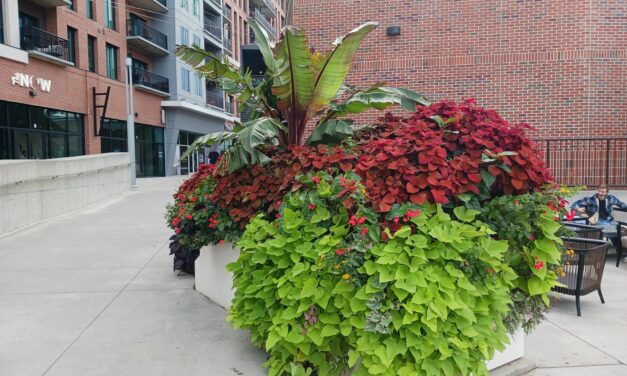 How To Grow and Care for Ornamental Sweetpotato Vine (<em>Ipomoea batatas</em>)