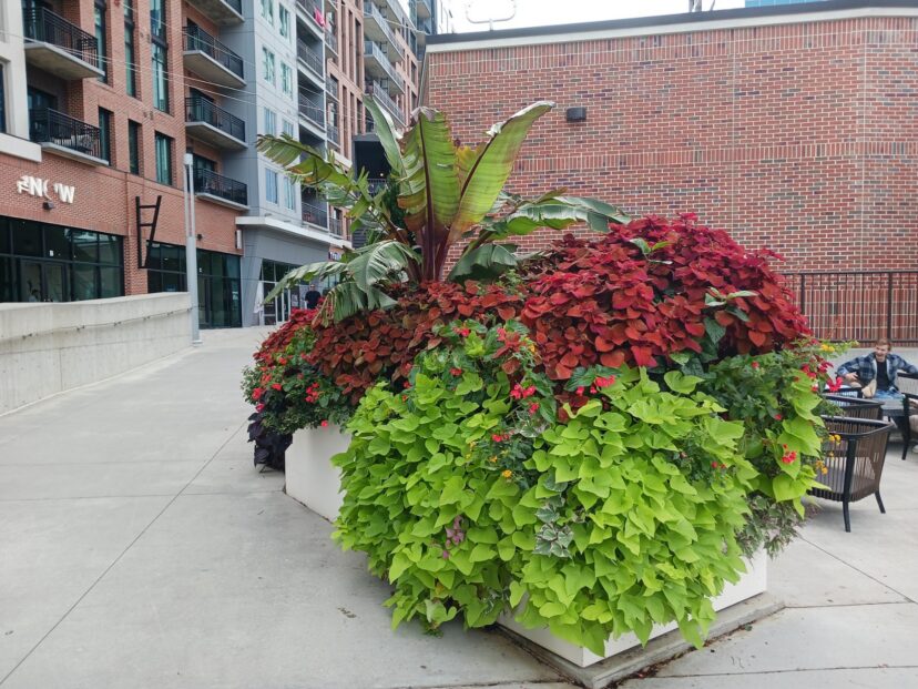 Container planted with lime green 'Margarita' and variegated 'Tricolor' ornamental sweetpotato vines growing with coleus and a banana plant.