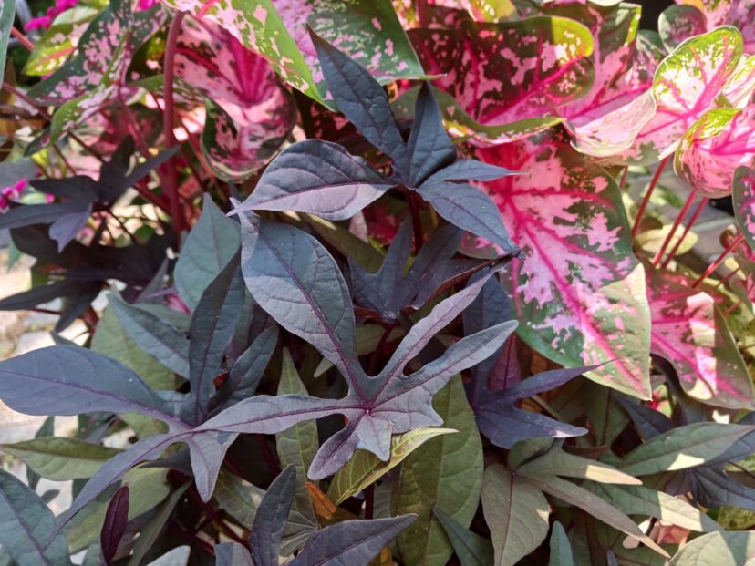 Deep purple-black lobed leaves of 'Blackie' ornamental sweetpotato vine.