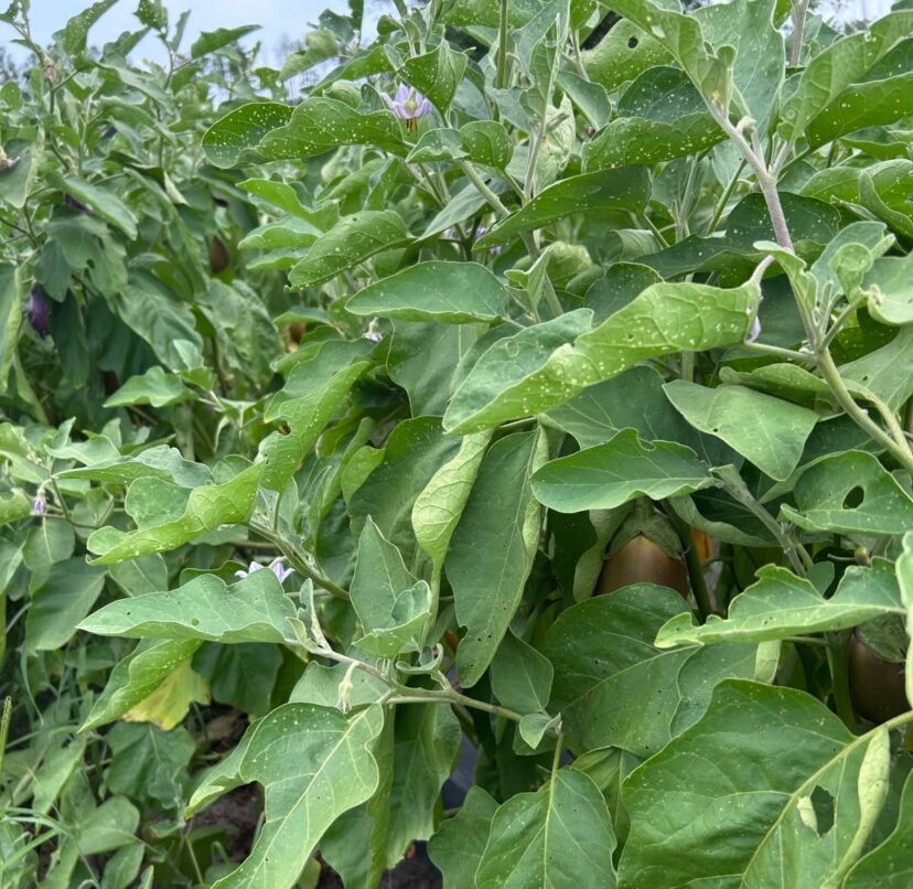 Eggplant leaves covered with small shot holes caused by eggplant flea beetles in a South Carolina field.