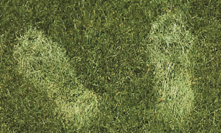 Footprints remain visible in a lawn, demonstrating the footprint test used to determine whether turfgrass needs watering.