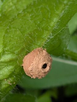 Fraternal potter wasp clay nest attached beneath a black-eyed Susan leaf with the nest entrance still open on June 18.
