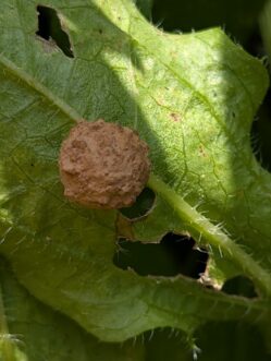 Fraternal potter wasp nest sealed beneath a black-eyed Susan leaf after provisioning the developing larva.