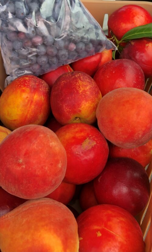 Freshly harvested peaches, nectarines, and blueberries displayed together in a basket during South Carolina's summer fruit harvest.