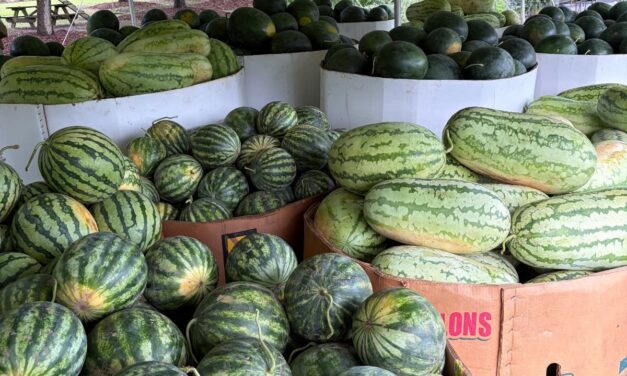 Freshly harvested watermelons stacked for sale during peak summer harvest in South Carolina's Lowcountry.