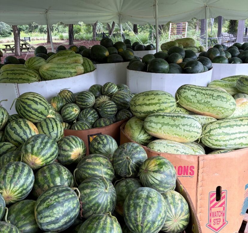 Freshly harvested watermelons stacked for sale during peak summer harvest in South Carolina's Lowcountry.