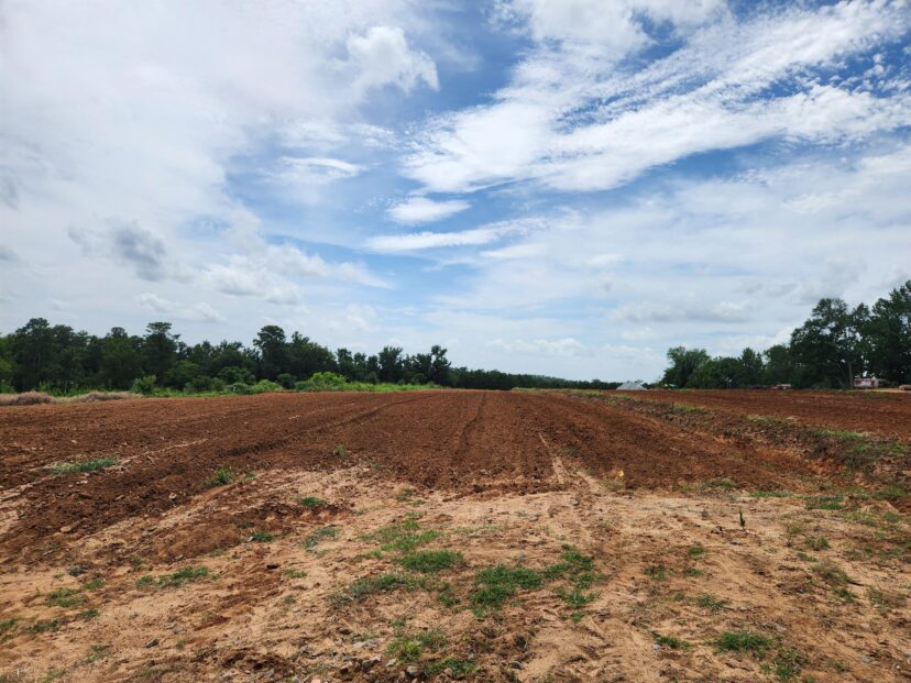 Ground prepared for fall strawberry planting in a South Carolina field.