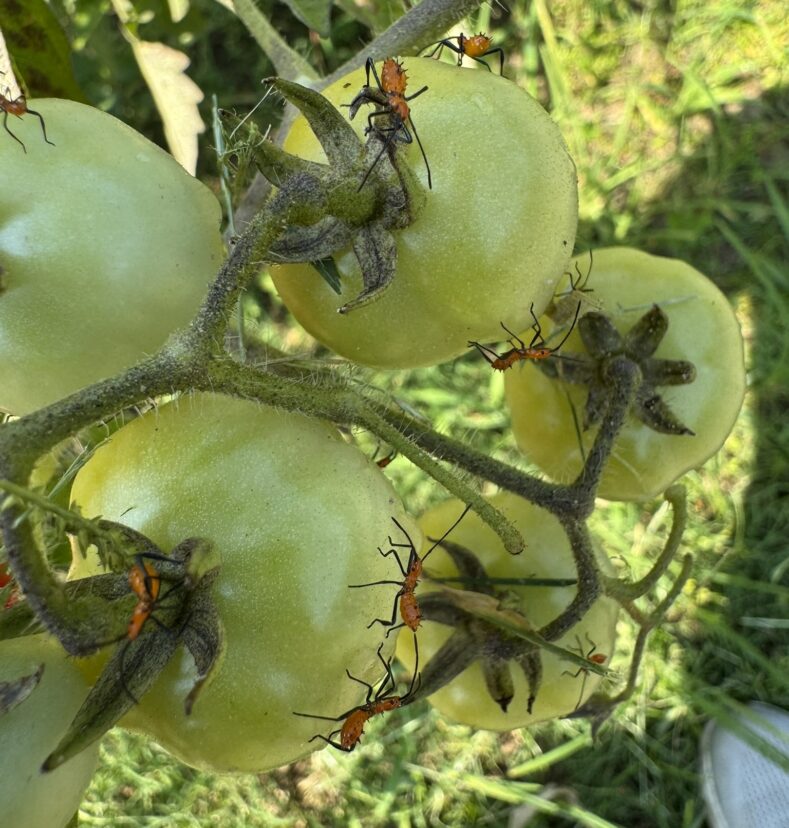Leaf-footed bug nymphs feeding on developing green tomatoes in a South Carolina vegetable field.
