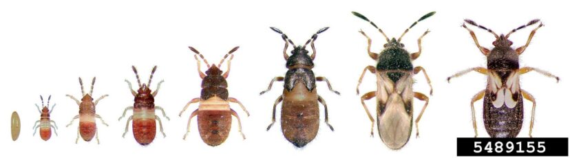 Life stages of southern chinch bugs, from egg and nymphs to adult insects, a common pest of St. Augustinegrass lawns.