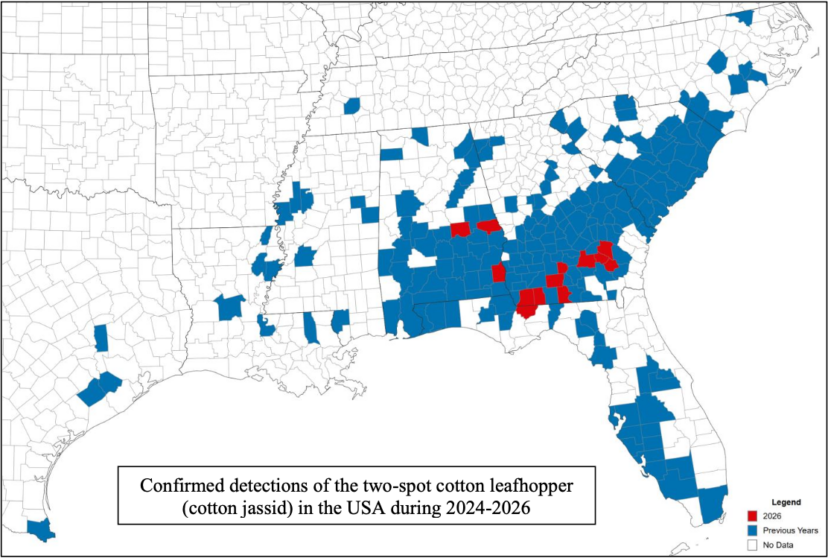 Map showing confirmed 2026 two-spot cotton leafhopper sightings across Florida, Alabama, and Georgia, with no confirmed detections yet in South Carolina.