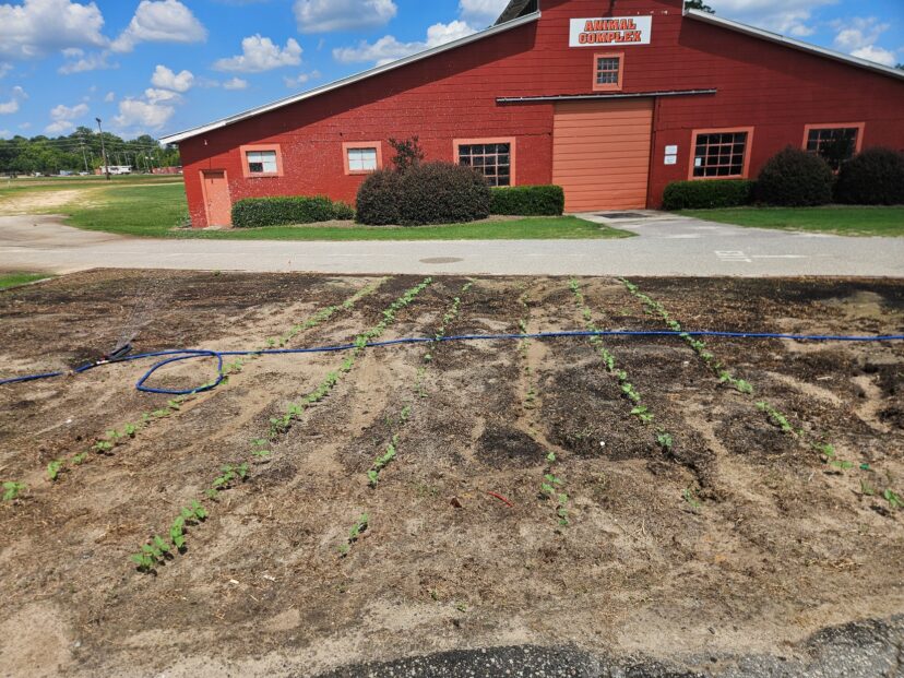 Orangeburg County Fair demonstration garden featuring young sunflowers, okra, and peas planted in early July.