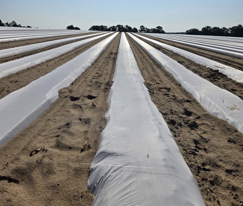 Raised beds covered with white plastic mulch prepared for late summer and fall vegetable planting.