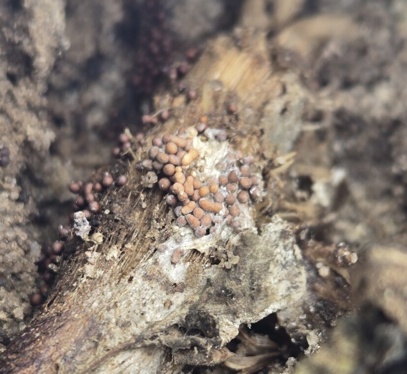 Small brown sclerotia of Southern blight visible at the base of a tomato stem.