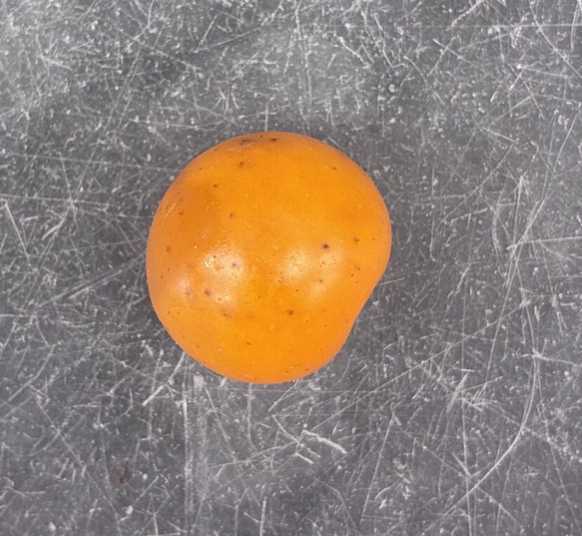 Sun Sugar cherry tomato grown in Clemson Extension cultivar trials comparing sweetness, yield, and fruit quality with Super Sweet 100.