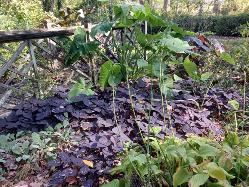 'Sweet Caroline Sweetheart Jet Black' ornamental sweetpotato vine with dark purple foliage spreading as a groundcover in partial shade.