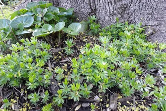 Sweet woodruff growing as a low, spreading ground cover beneath a shade tree in a garden landscape.