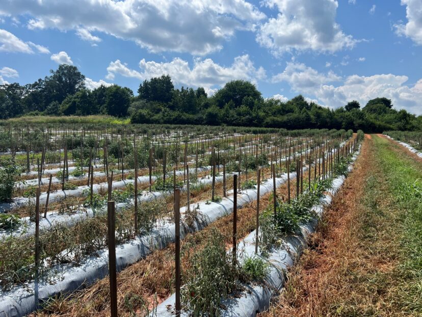 Tomato plants wilting and dying from bacterial wilt in a South Carolina field.