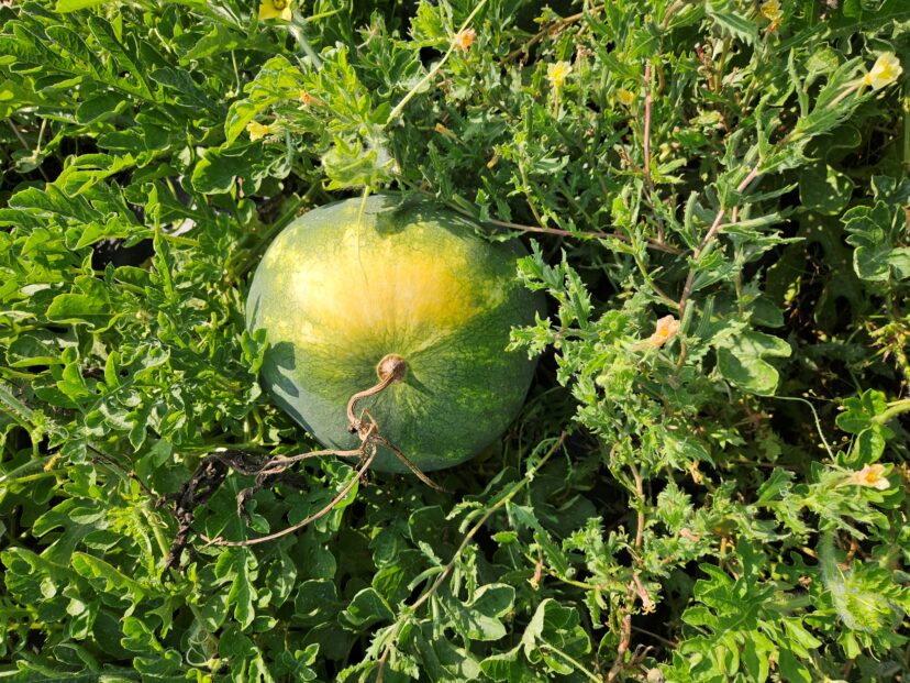 Watermelon fruit showing large bleached, sunken patches caused by sunscald after exposure to intense summer heat.