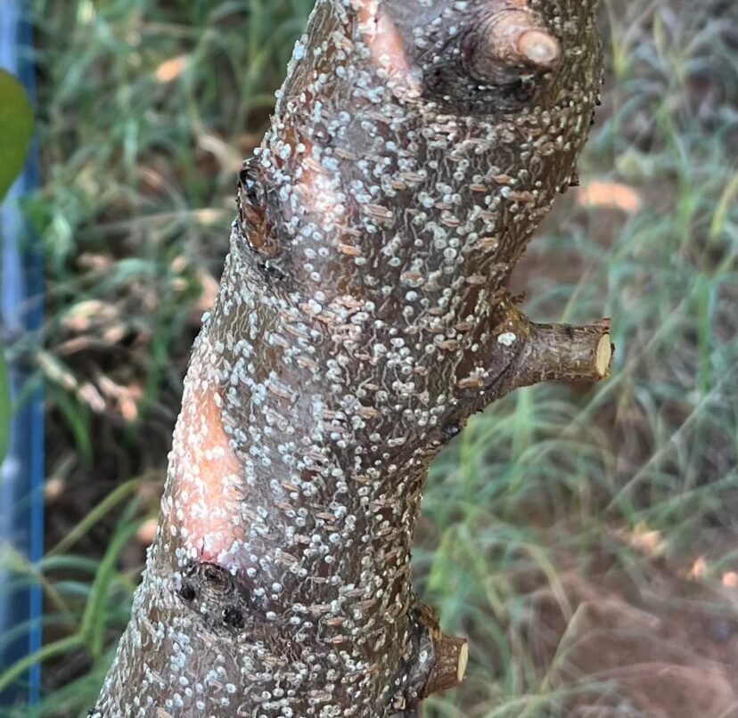 White peach scale insects clustered on the trunk of a young peach tree.