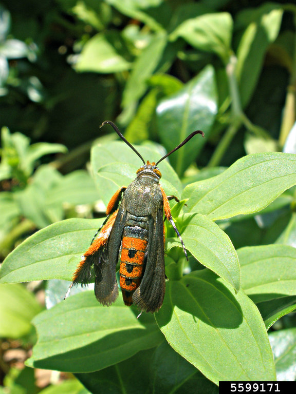 Adult squash vine borer moth resting on a green leaf, a common pest that damages squash, pumpkins, and other cucurbits.