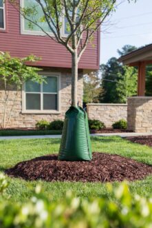 Tree watering bag wrapped around the trunk of a newly planted landscape tree to provide slow, deep irrigation during summer.