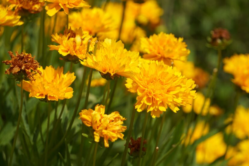 Clusters of golden-yellow double flowers of large-flowered tickseed (Coreopsis grandiflora) blooming in a sunny garden bed with green foliage.