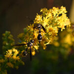 Garden Artist and Pest Controller:The Potter Wasp