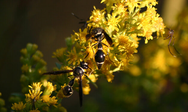 Garden Artist and Pest Controller:The Potter Wasp